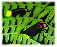 ڂ