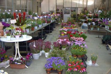 ��������̉Ԃ̎ʐ^