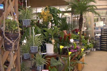 ��������̊ϗt�A���̎ʐ^