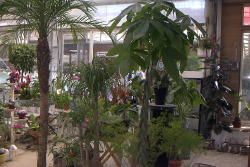 �ϗt�A���̎ʐ^