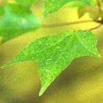 写真はカエデの葉です。