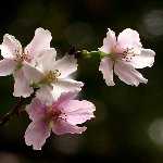 写真は四季桜です。